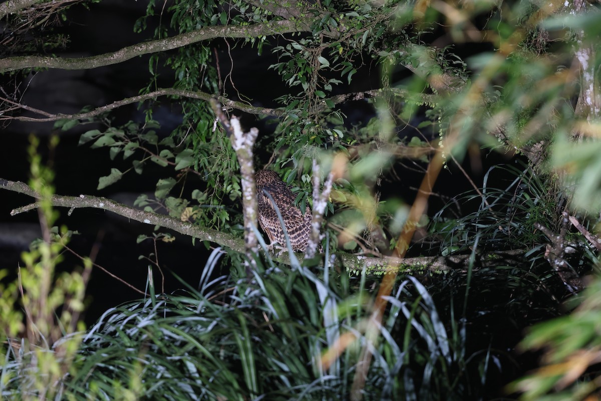 Grand-duc roux - ML643800015