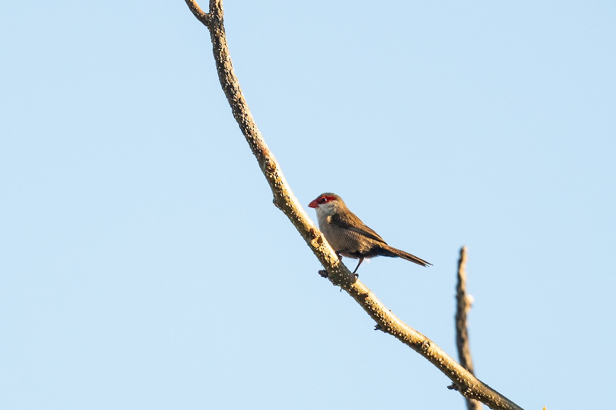 Common Waxbill - ML643800016