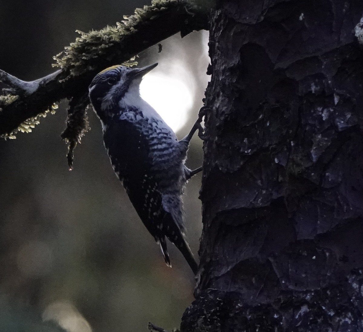 American Three-toed Woodpecker - ML643800019