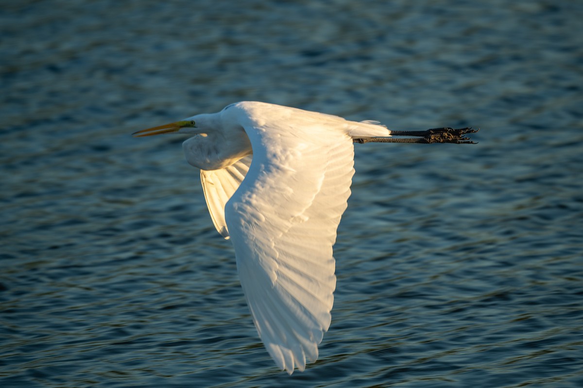 Grande Aigrette - ML643800026