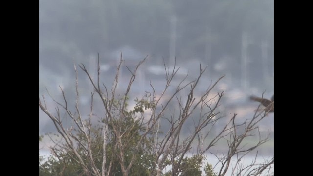Eastern Marsh Harrier - ML643800027