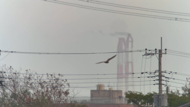 Eastern Marsh Harrier - ML643800028