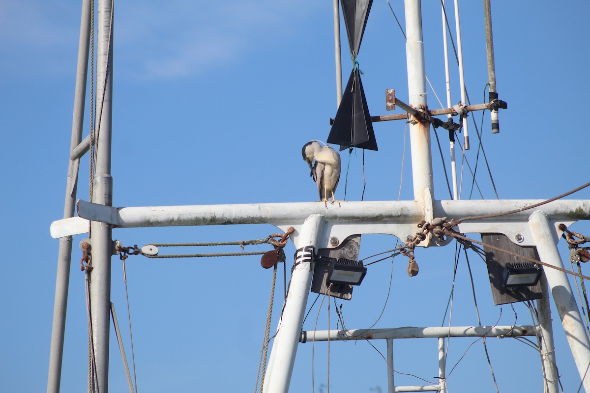 Bihoreau gris - ML643800033