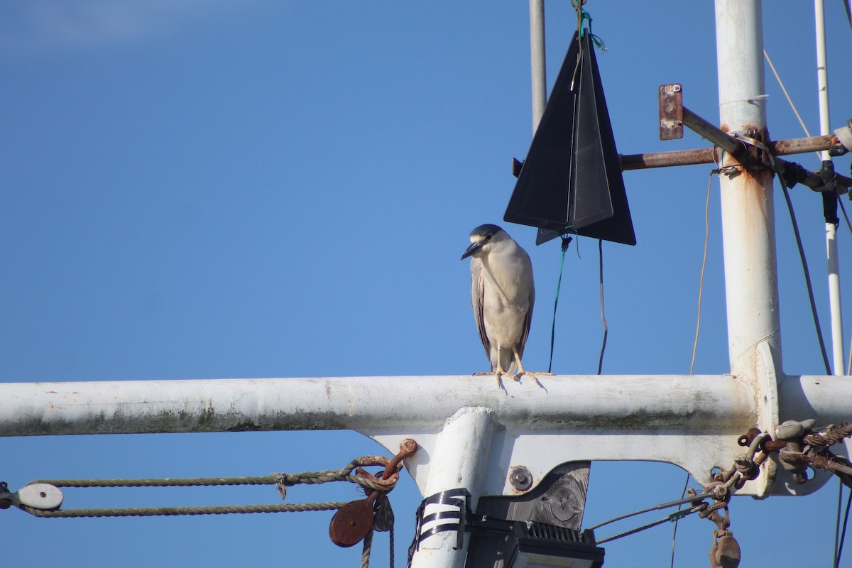 Bihoreau gris - ML643800034