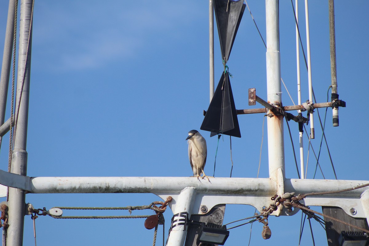 Bihoreau gris - ML643800035