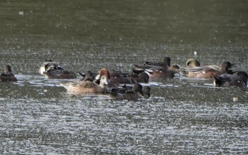 Eurasian Wigeon - ML643800042