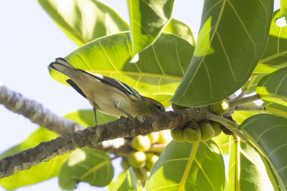 Bay-breasted Warbler - ML643800044