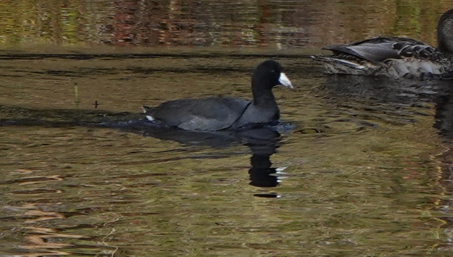 American Coot - ML643800058