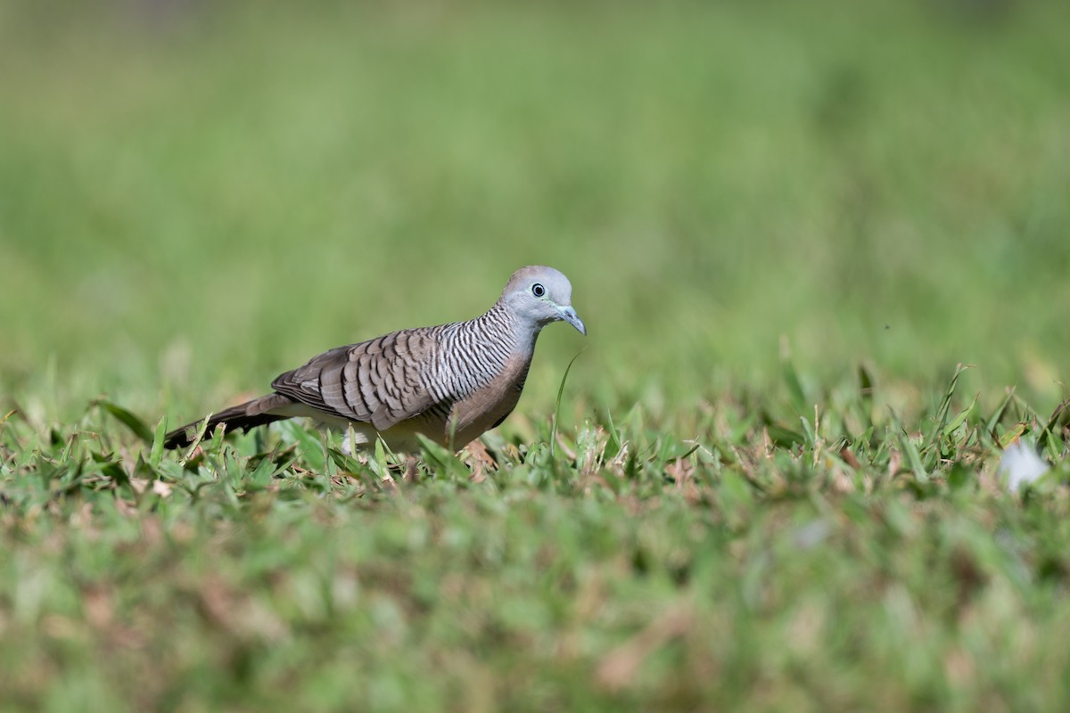 Zebra Dove - ML643800069
