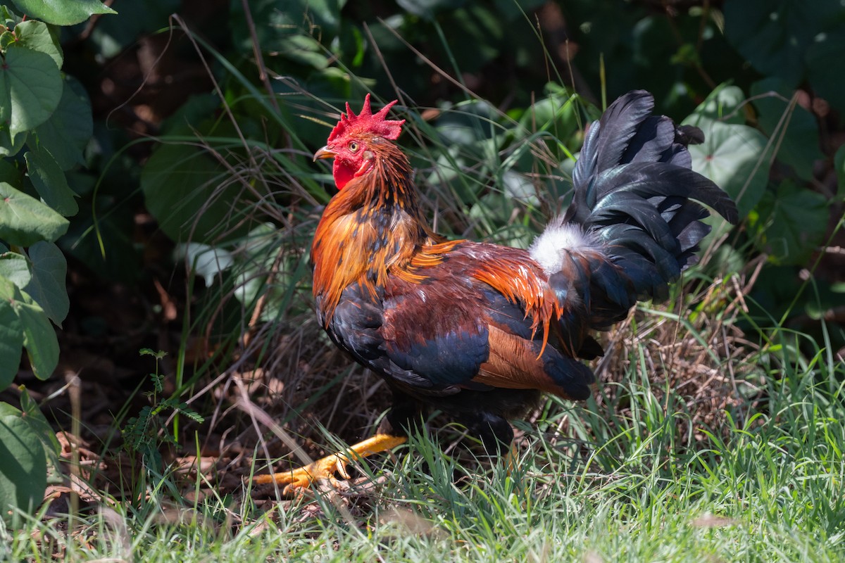 Red Junglefowl (Domestic type) - ML643800077