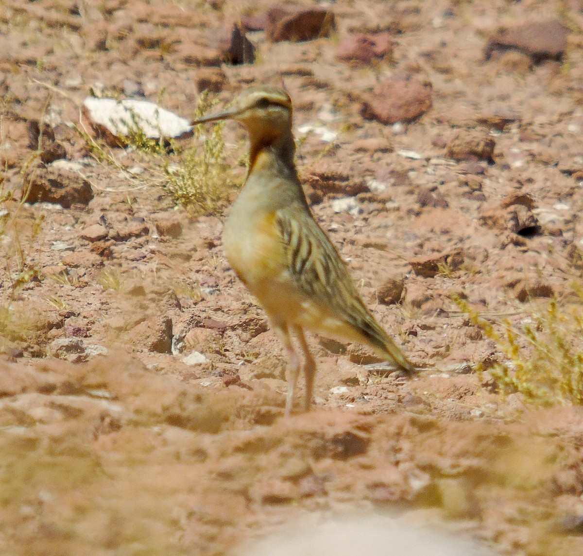 Tawny-throated Dotterel - ML643800089