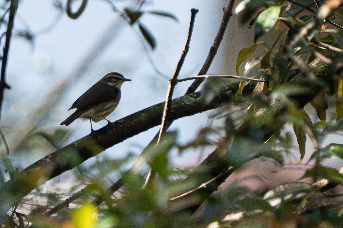 Northern Waterthrush - ML643800093