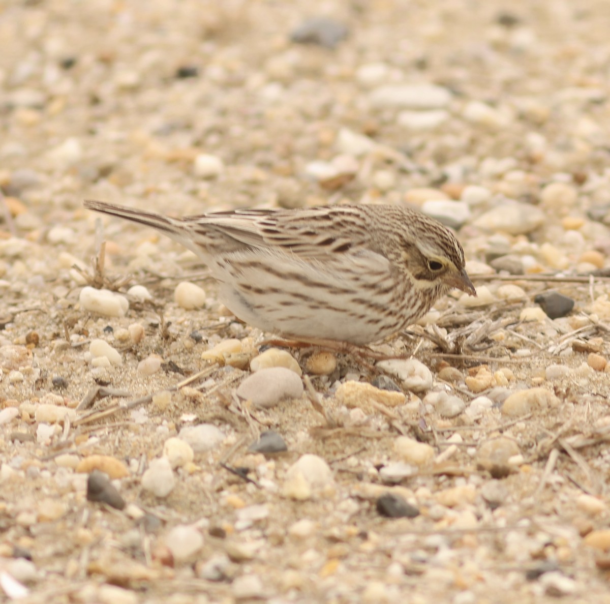 Savannah Sparrow (Ipswich) - ML643800101