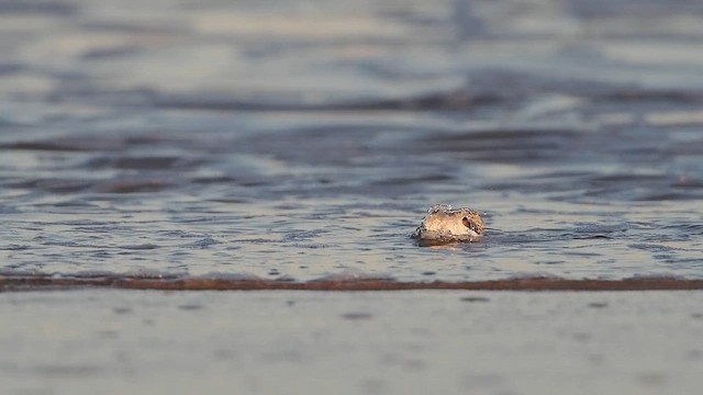 חופית לבנה - ML643800118