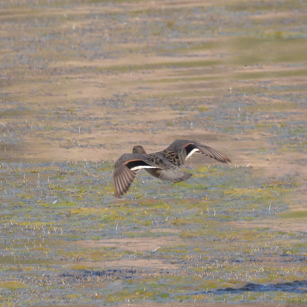 Yellow-billed Teal - ML643800128