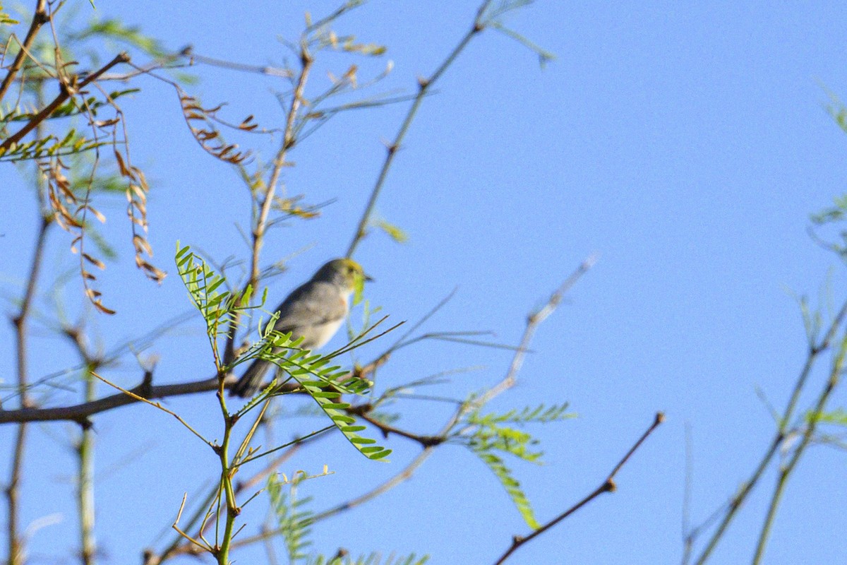 Verdin - ML643800162