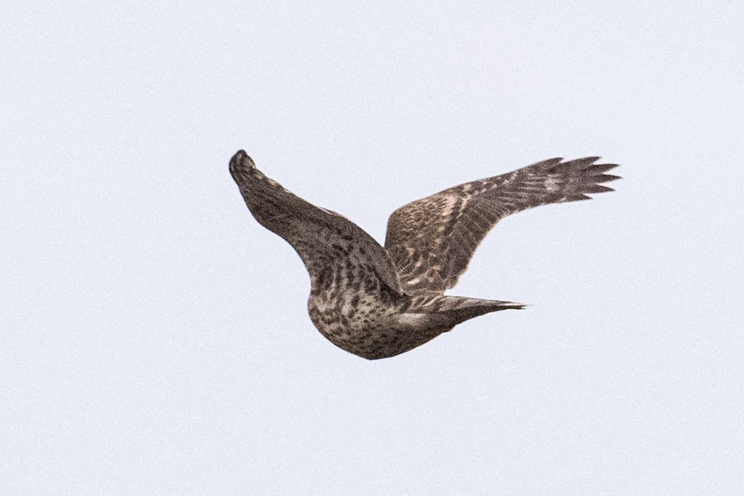 American Goshawk - Anonymous