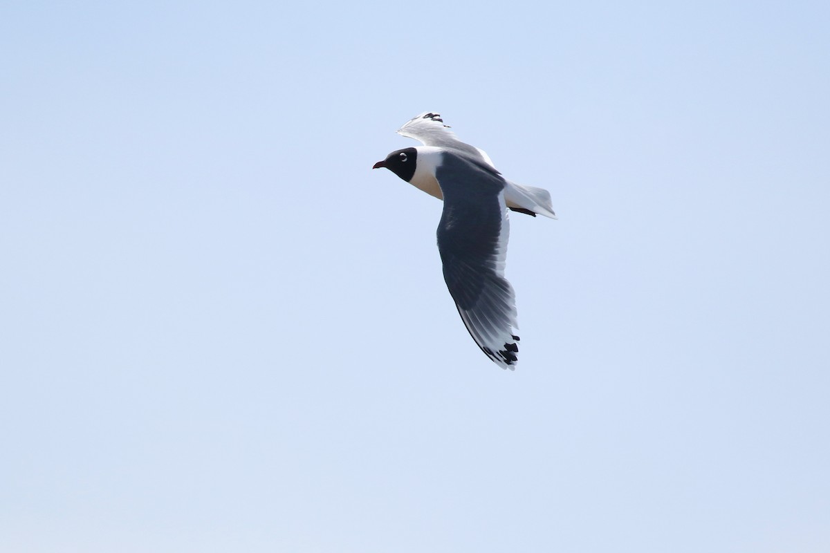 Franklin's Gull - ML643800180