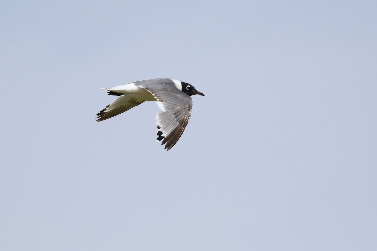 Franklin's Gull - ML643800182