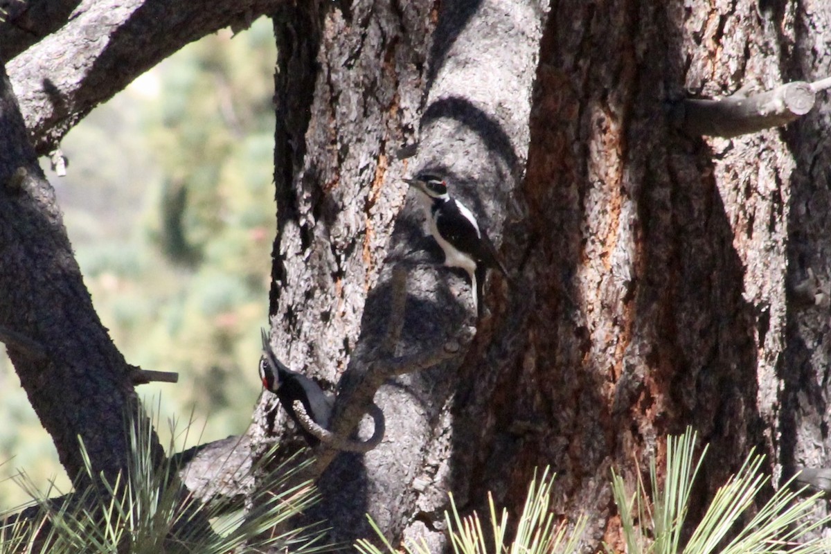 Hairy Woodpecker - ML643800195