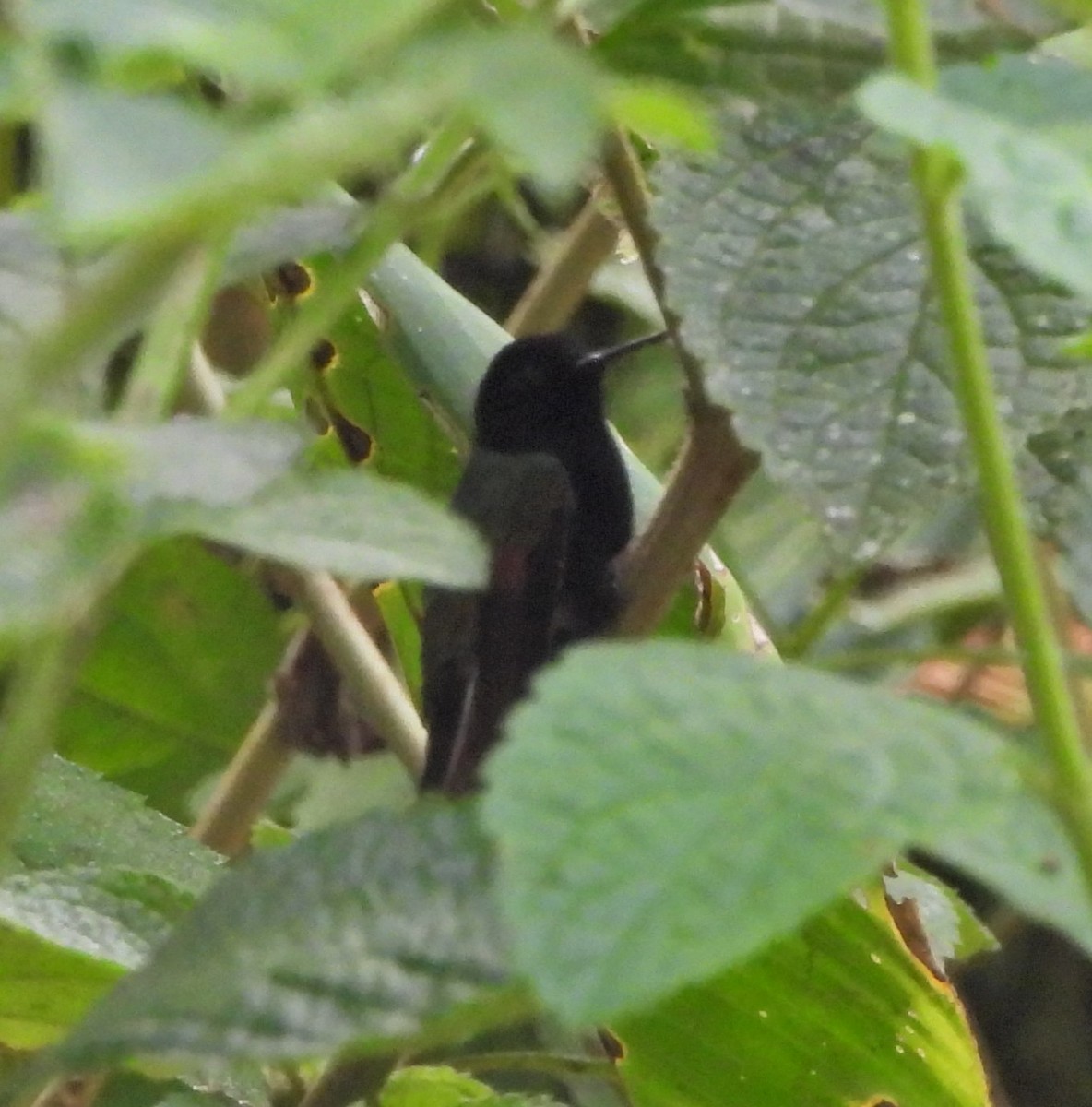 Black-bellied Hummingbird - ML643800196