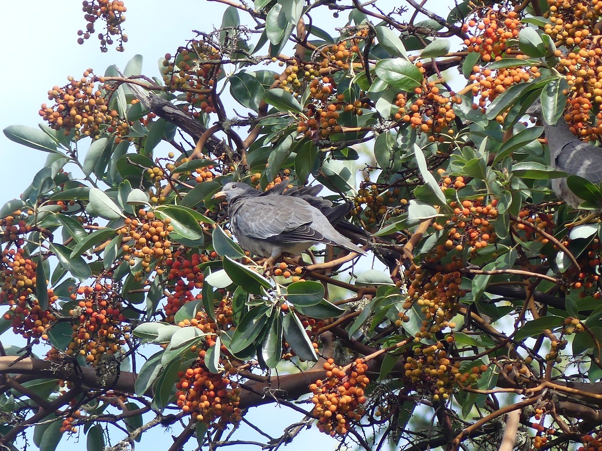 Band-tailed Pigeon - ML643800199