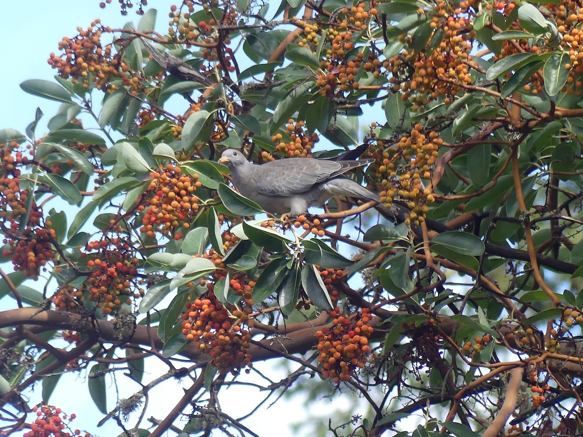 Band-tailed Pigeon - ML643800200