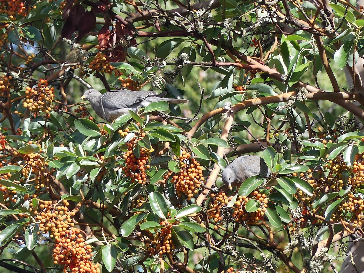 Band-tailed Pigeon - ML643800201
