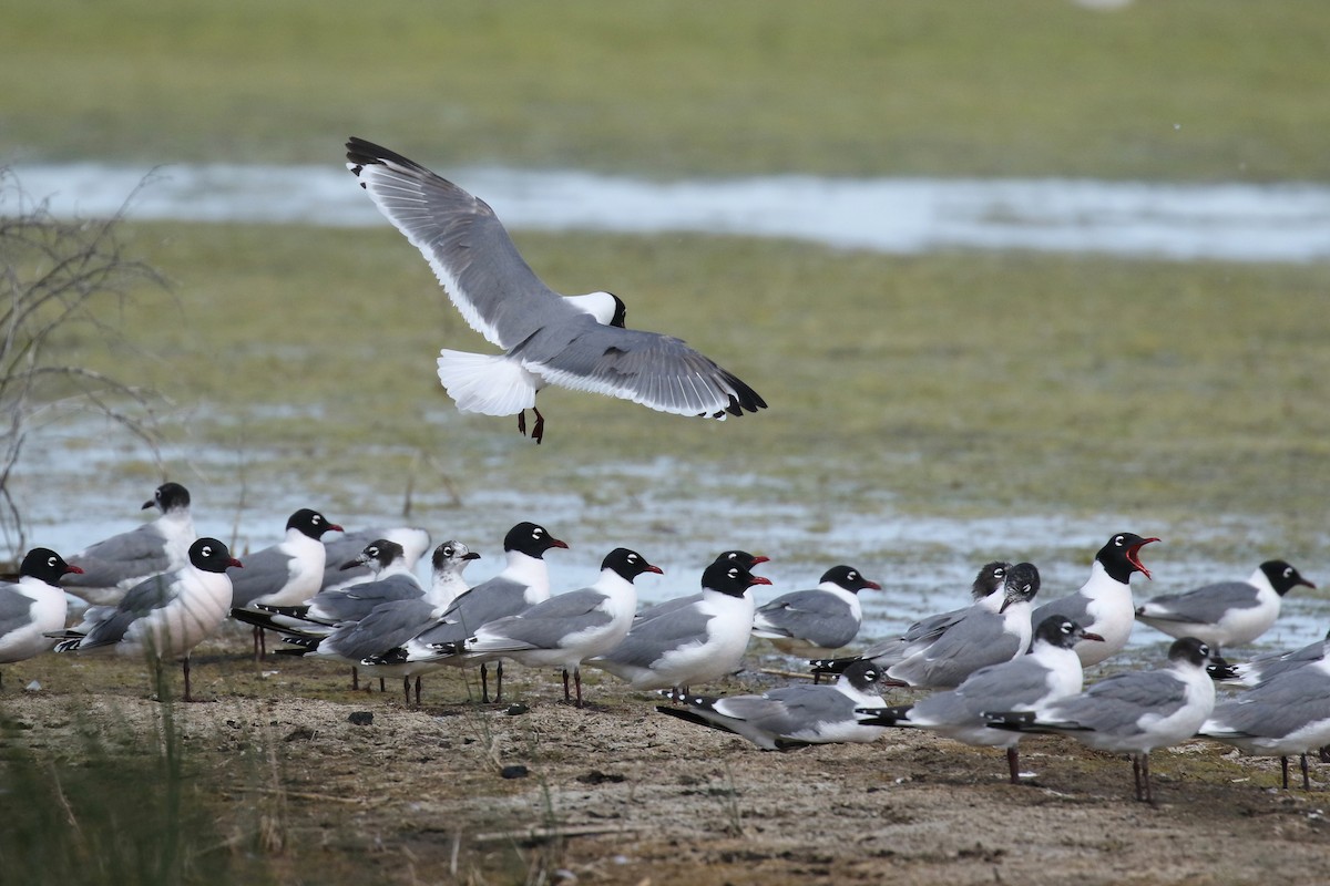 Franklin's Gull - ML643800205