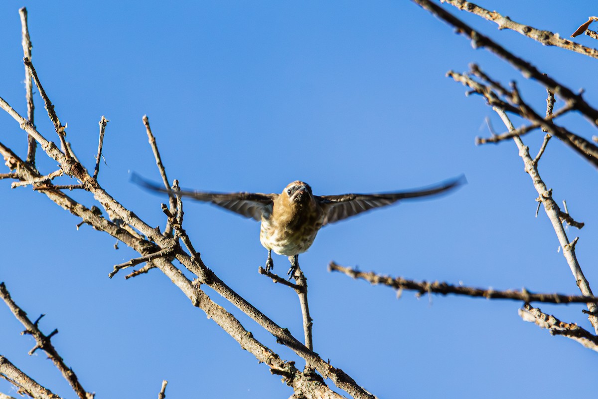 Cedar Waxwing - ML643800207