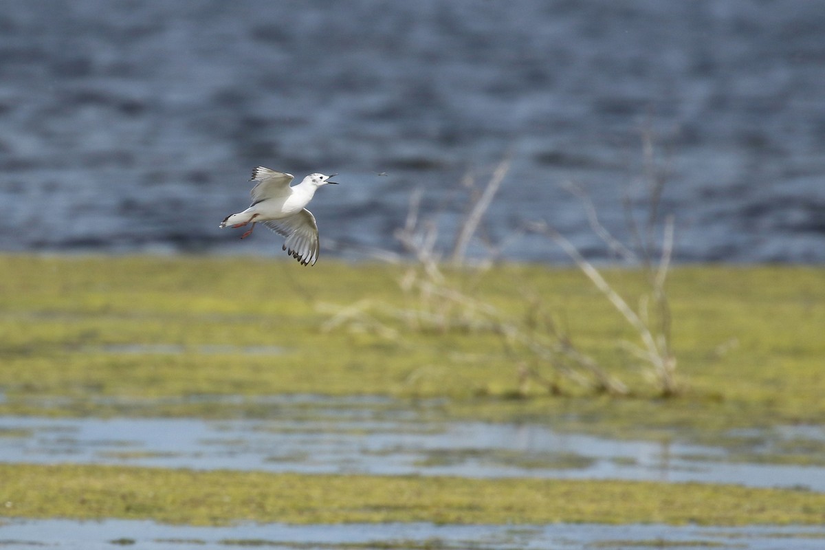 Bonaparte's Gull - ML643800215