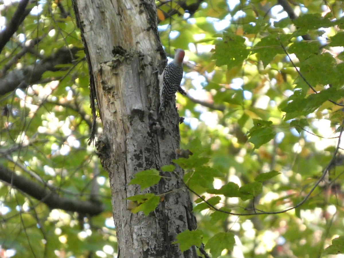 Red-bellied Woodpecker - ML643800216