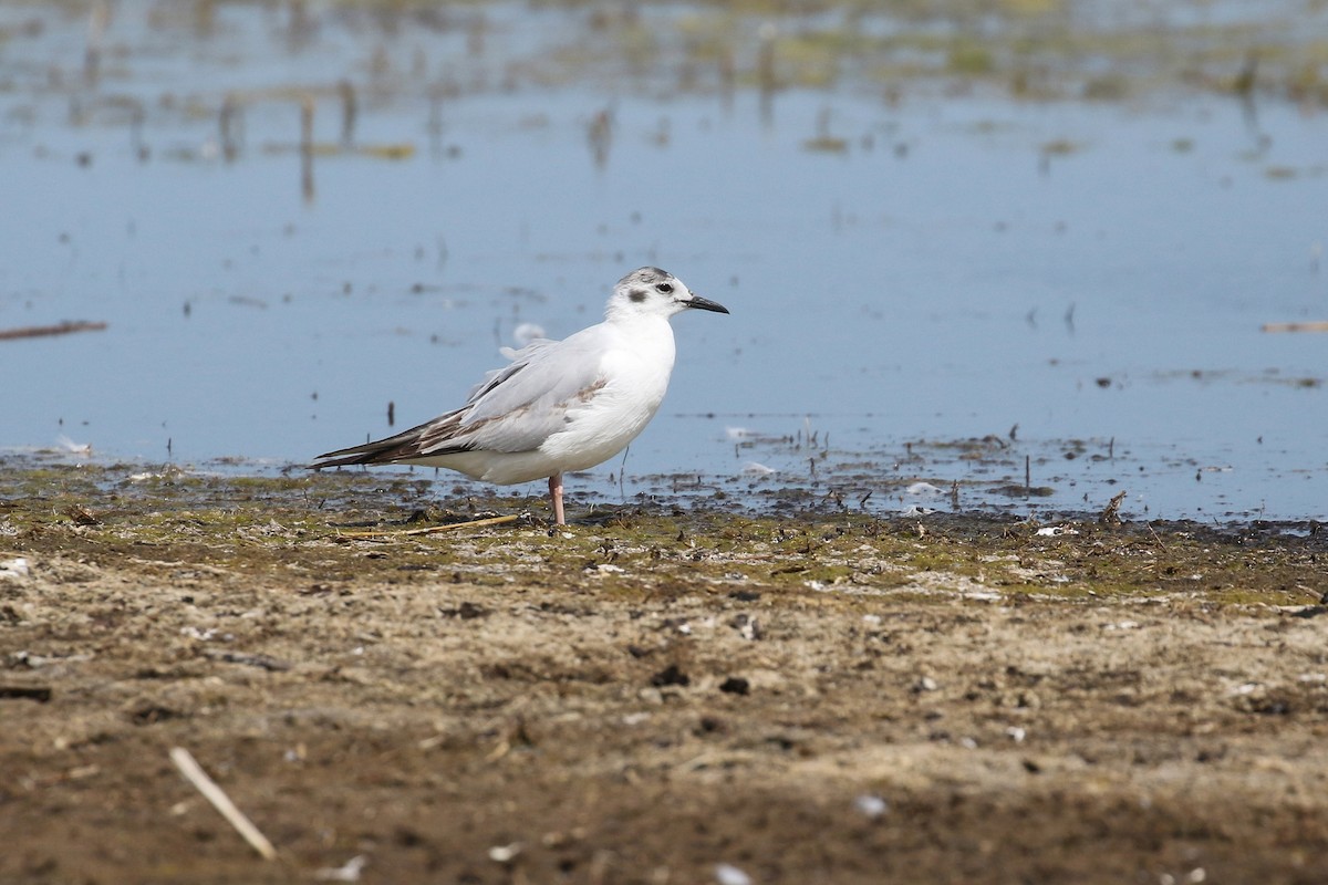 Bonaparte's Gull - ML643800219