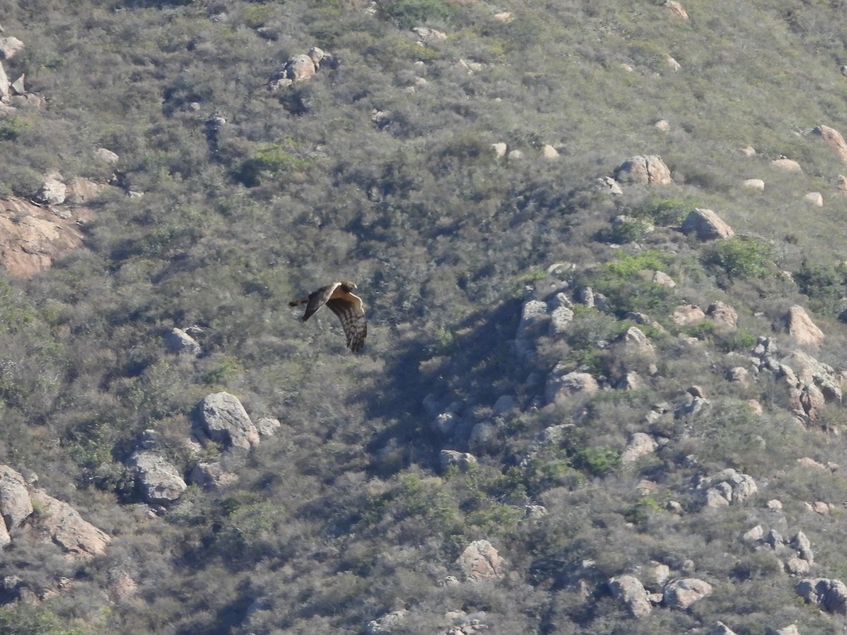 Northern Harrier - ML643800220