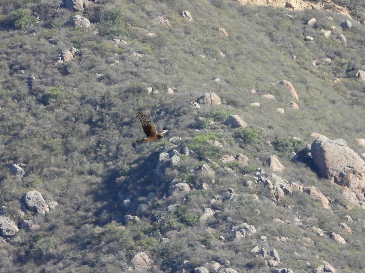 Northern Harrier - ML643800221