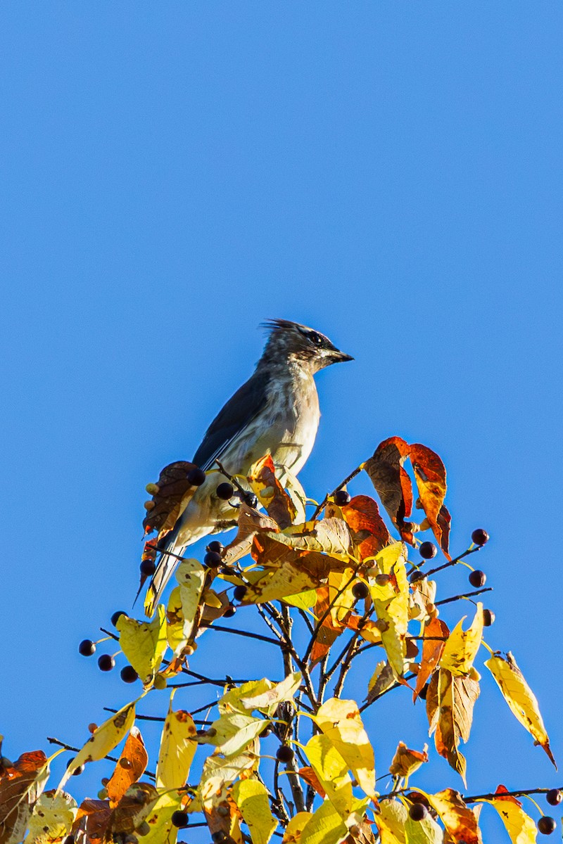 Cedar Waxwing - ML643800225