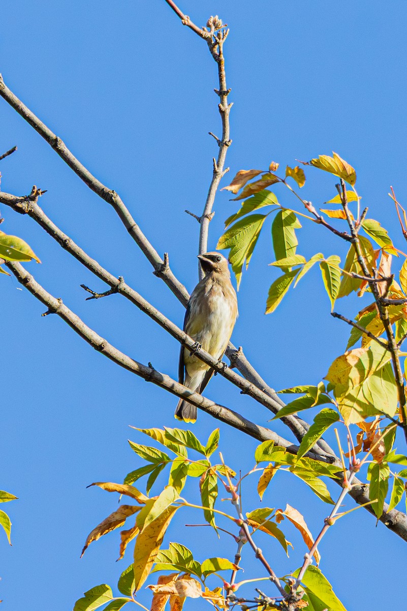 Cedar Waxwing - ML643800226