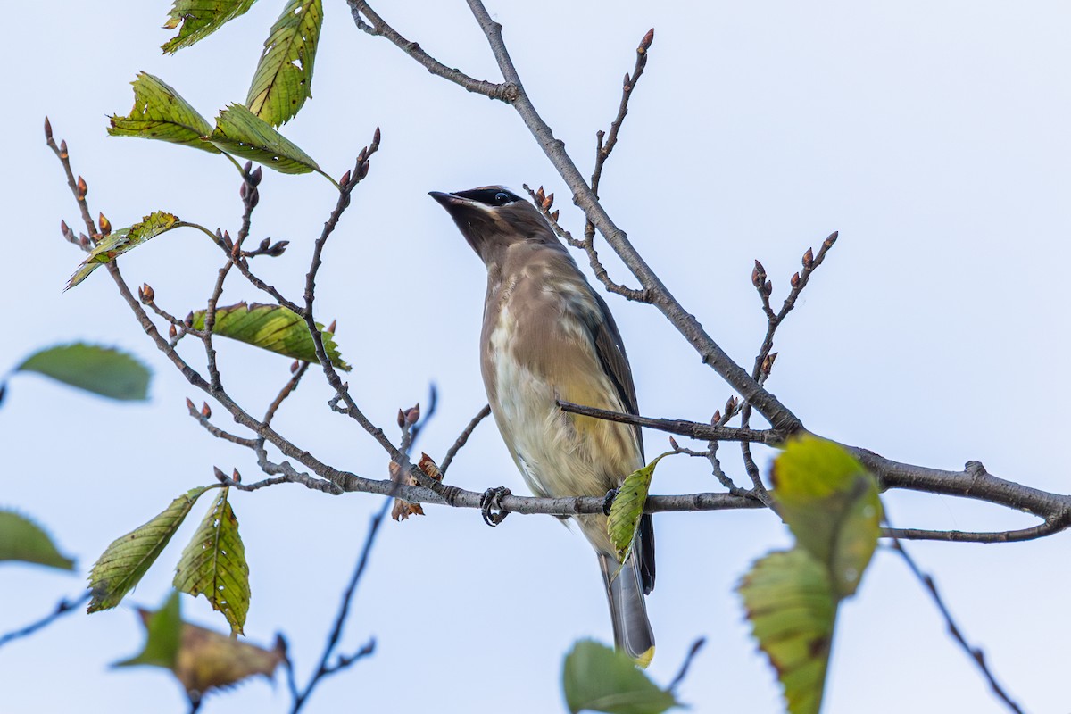 Cedar Waxwing - ML643800227