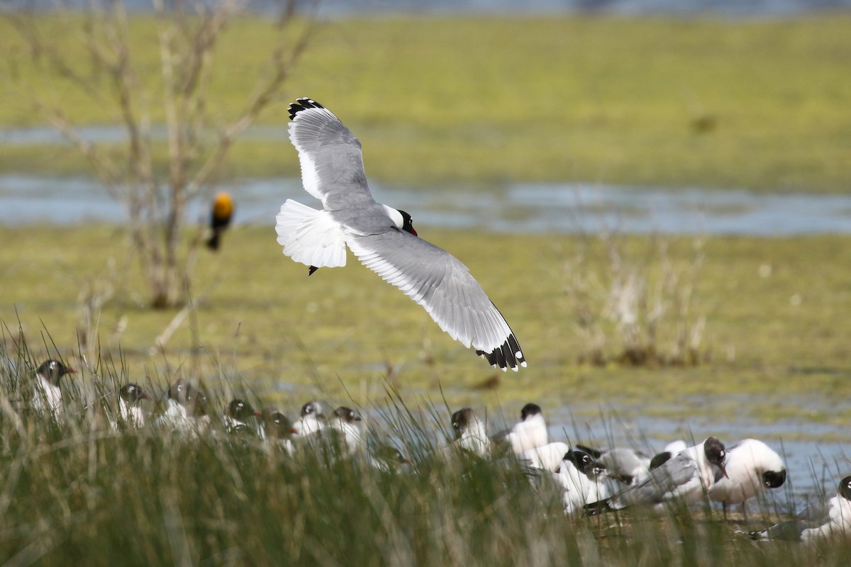 Franklin's Gull - ML643800228
