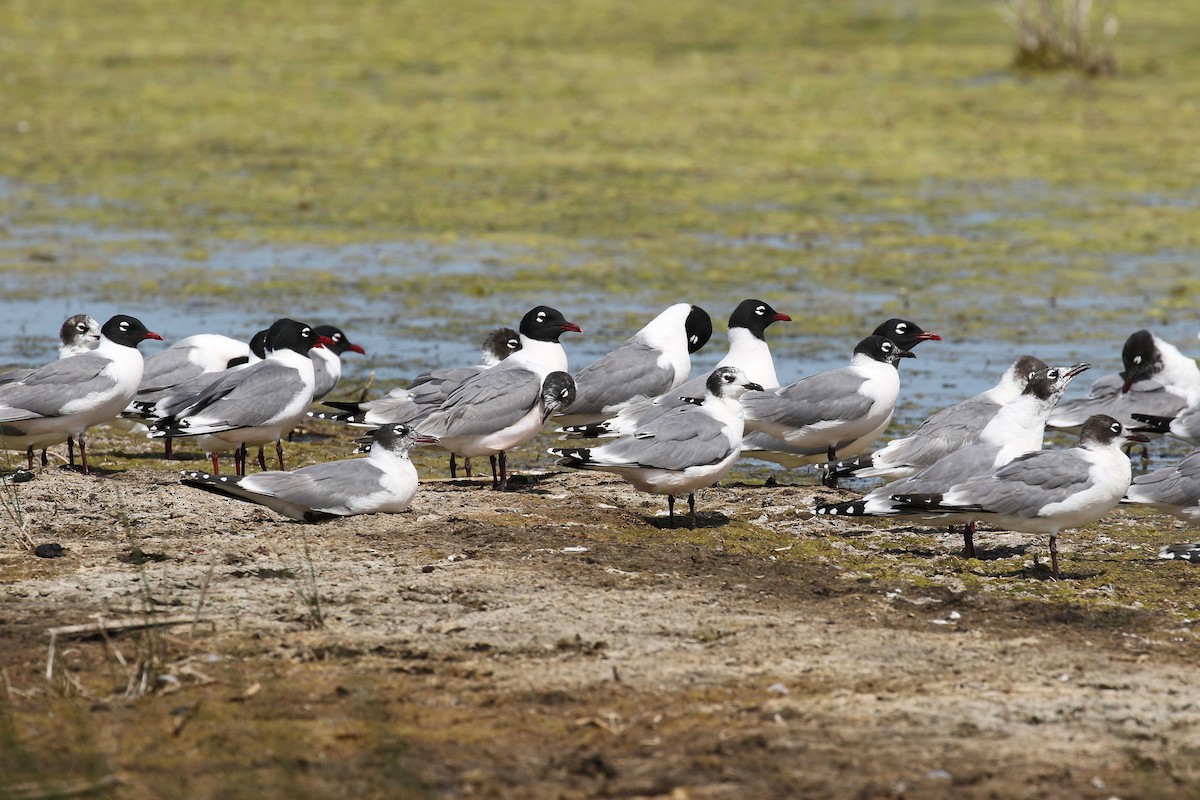 Franklin's Gull - ML643800232