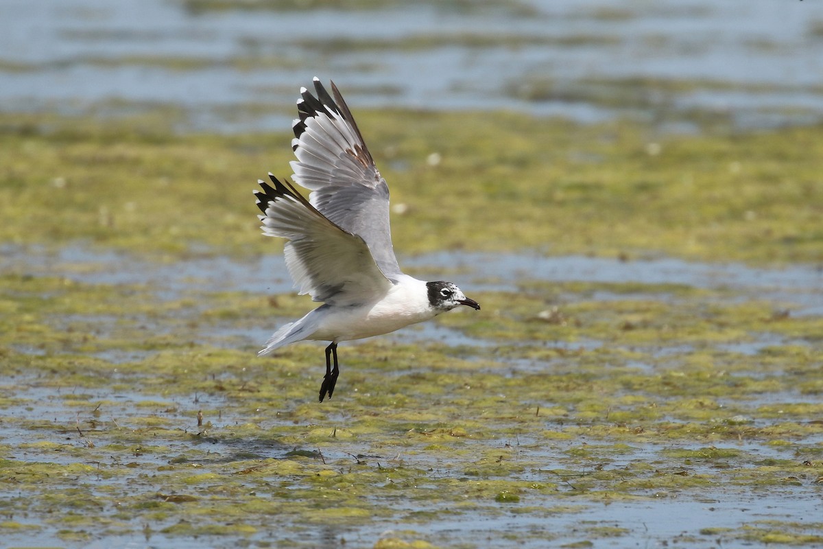 Franklin's Gull - ML643800235