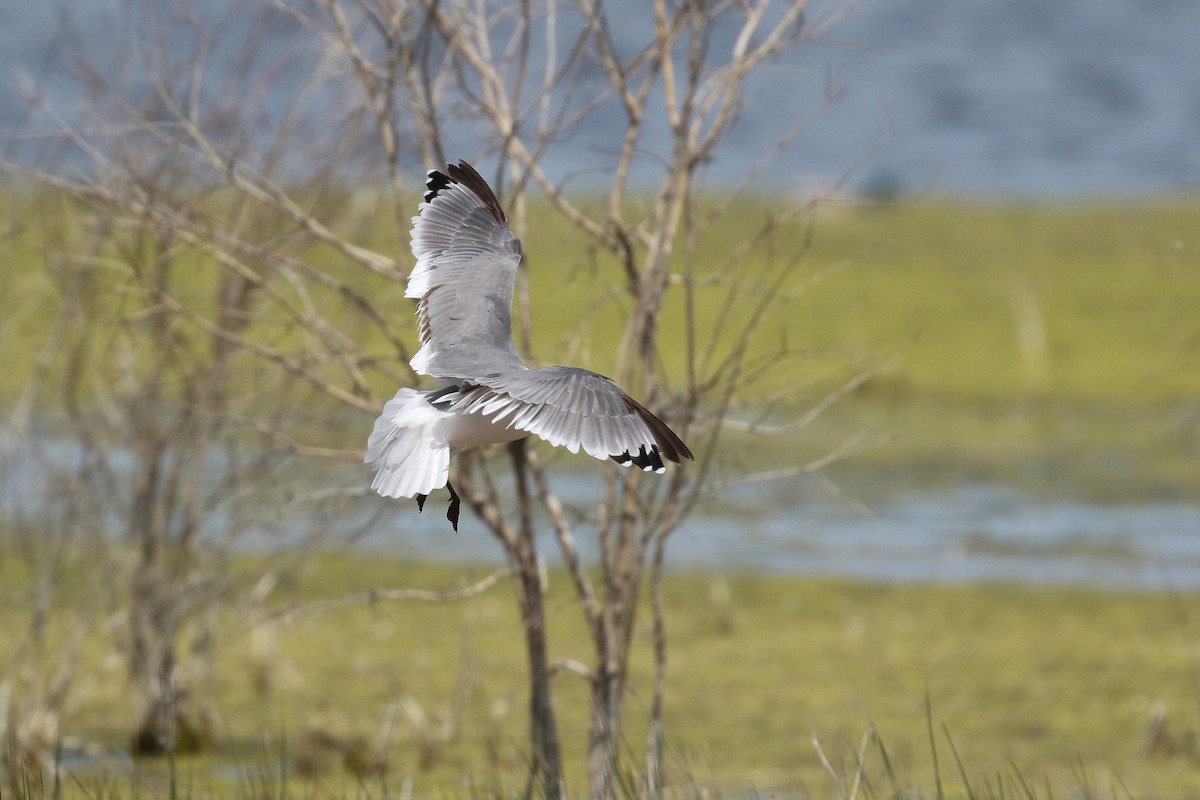 Franklin's Gull - ML643800238