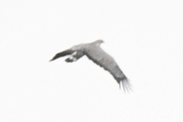 African Harrier-Hawk - ML643800248