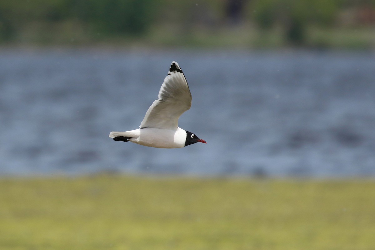 Franklin's Gull - ML643800249