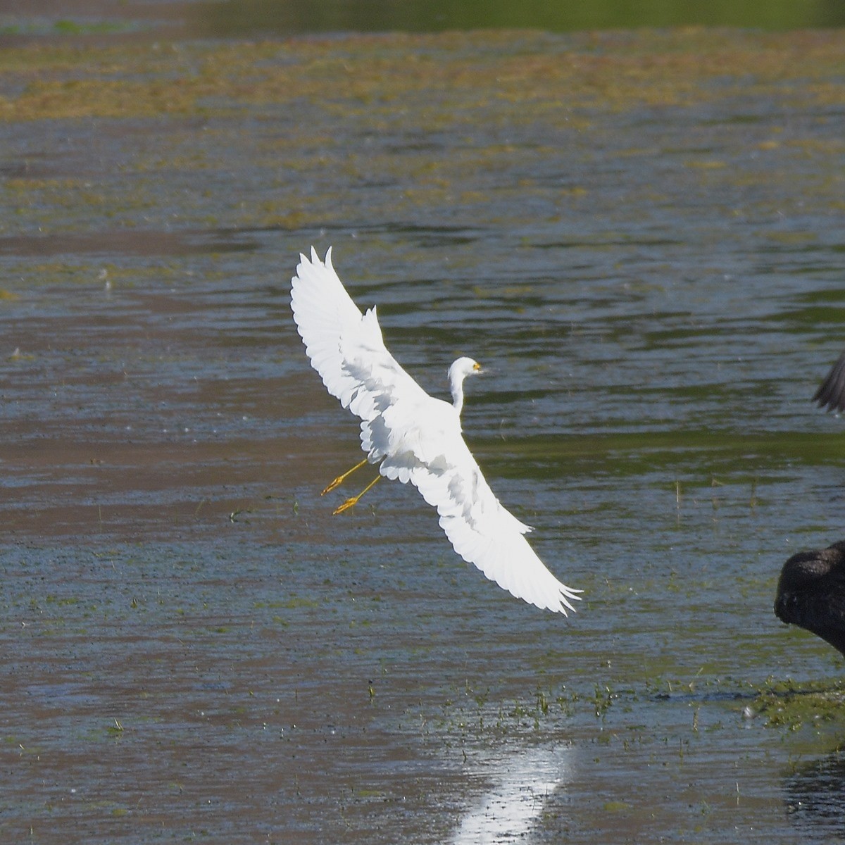 Snowy Egret - ML643800251