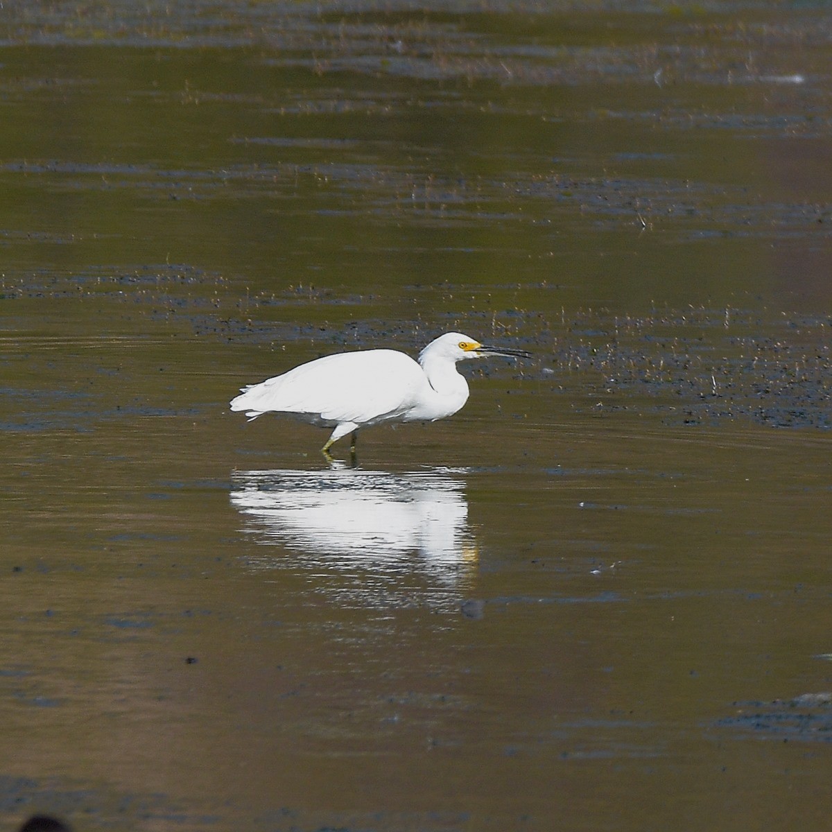Snowy Egret - ML643800252