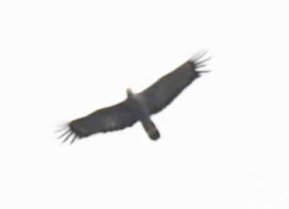 African Harrier-Hawk - ML643800253