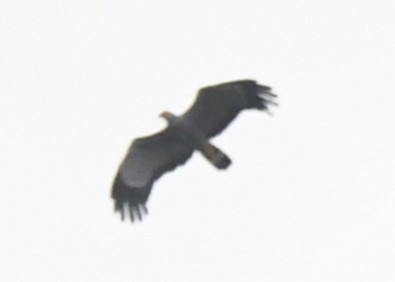 African Harrier-Hawk - ML643800257