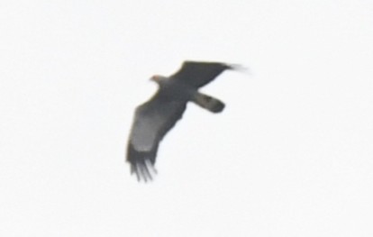African Harrier-Hawk - ML643800263