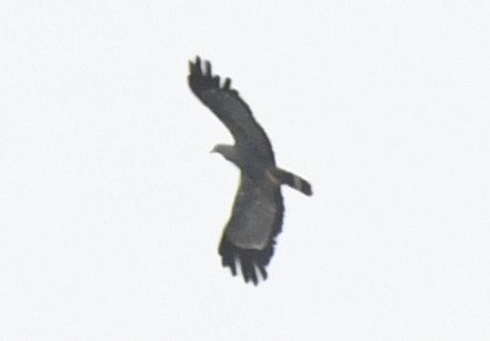 African Harrier-Hawk - ML643800266